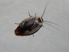 Gyna caffrorum