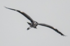 Ardea cinerea