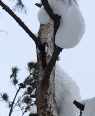 Dendrocopos major