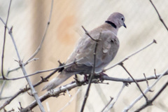 Streptopelia decaocto