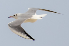 Chroicocephalus ridibundus