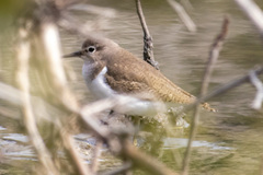 Actitis hypoleucos