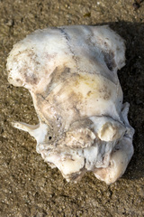 Mammalia