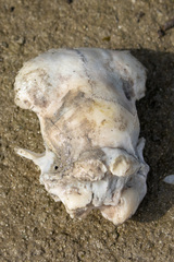 Mammalia