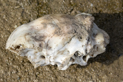 Mammalia