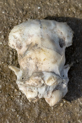 Mammalia
