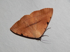 Hypopyra capensis