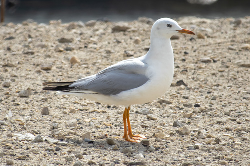 Slender-billed Gull