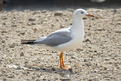 Chroicocephalus genei