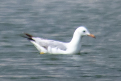 Chroicocephalus genei