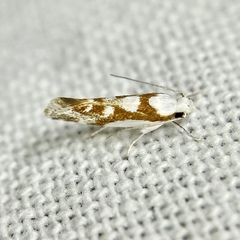 Lichenaula laniata
