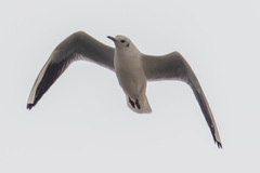 Chroicocephalus ridibundus