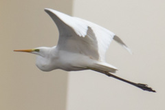 Ardea alba