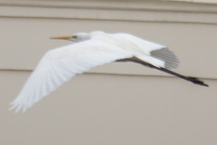 Ardea alba