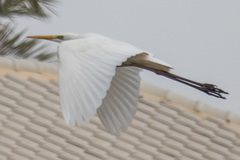 Ardea alba