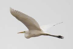Ardea alba