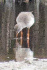 Tringa totanus