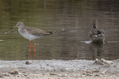 Tringa totanus