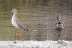 Tringa totanus