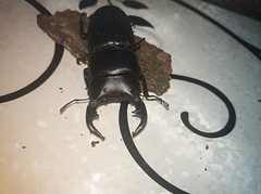 Dorcus hopei hopei