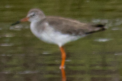Tringa totanus