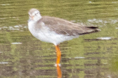 Tringa totanus