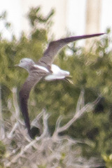 Tringa nebularia