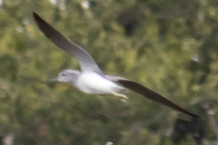 Tringa nebularia