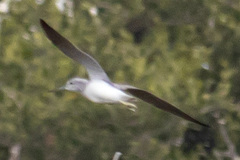 Tringa nebularia