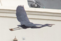 Egretta gularis