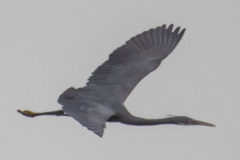 Egretta gularis