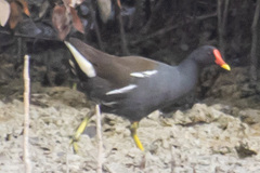 Gallinula chloropus