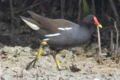 Gallinula chloropus