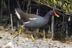 Gallinula chloropus