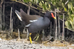 Gallinula chloropus