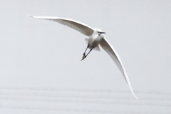 Egretta garzetta