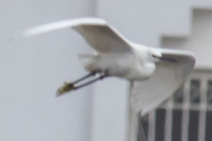 Egretta garzetta