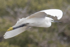 Egretta garzetta