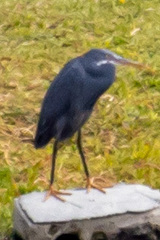 Egretta gularis