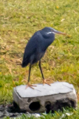 Egretta gularis