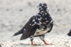 Columba livia domestica