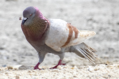 Columba livia domestica