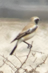 Oenanthe deserti
