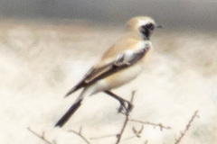 Oenanthe deserti