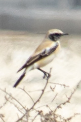 Oenanthe deserti