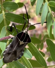 Petascelis remipes