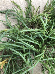 Salicornia tegetaria