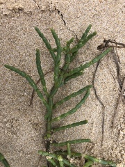 Salicornia tegetaria