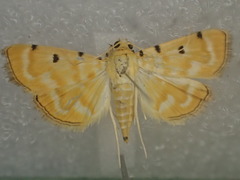 Notarcha obrinusalis
