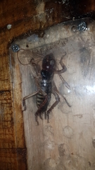 Hemideina crassidens